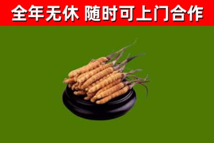 古塔区回收冬虫夏草