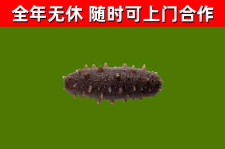 古塔区回收海参干